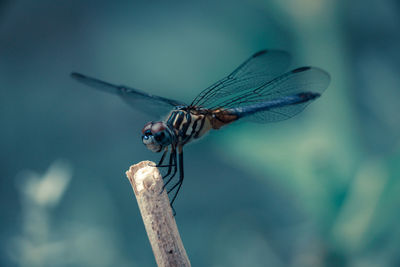 Close-up of dragonfly on twig