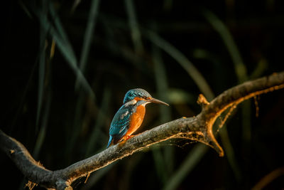 Close-up of bird perching on branch