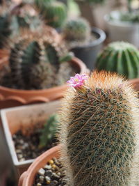 Close-up of plant