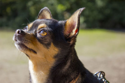 Close-up of dog