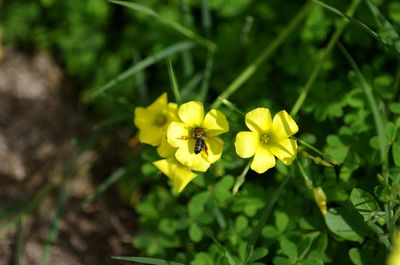 Close-up of insect on yellow flower