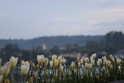 Close-up of flowering plant on field against sky