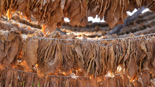 Close-up of dry leaves