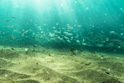 Fish swimming in sea