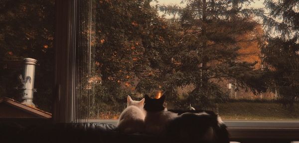 Cat sitting on a window