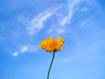 Low angle view of yellow flowering plant against blue sky