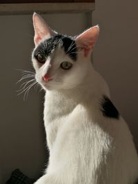 Close-up of white cat looking away at home