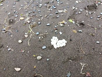 Close-up of leaves on beach