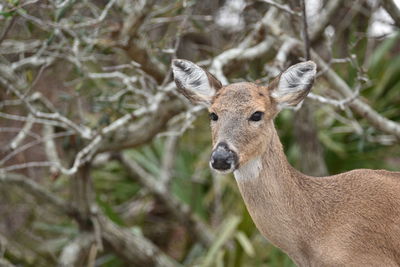 Female dear  in front of scrub oaks and palmetto shrubs looking towards the camera