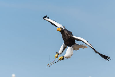 Close up of a stellers sea eagle flying in a falconry demonstration.