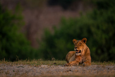 Lioness sitting on field