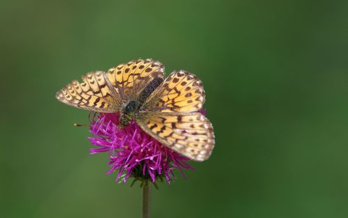 Close-up of butterfly pollinating on purple flower
