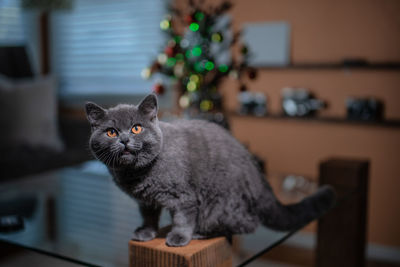 Portrait of cat sitting on table at home