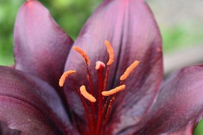 Close-up of purple flowering plant