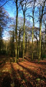 Trees in forest