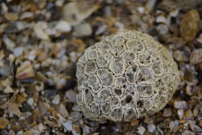 Close-up of coral