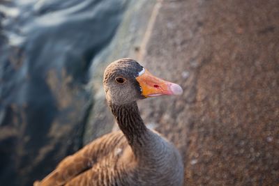 Close-up of a bird