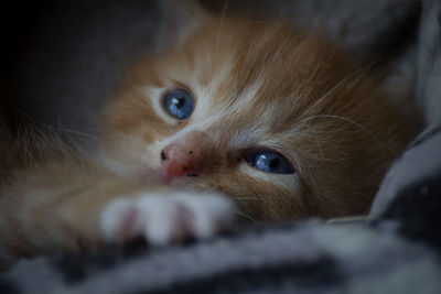 Close-up portrait of kitten