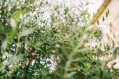 plant