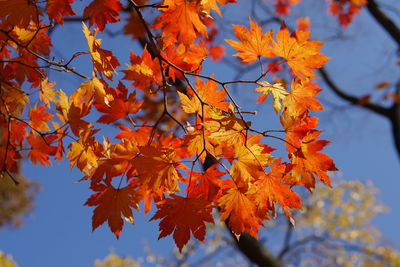 Low angle view of maple leaves on tree