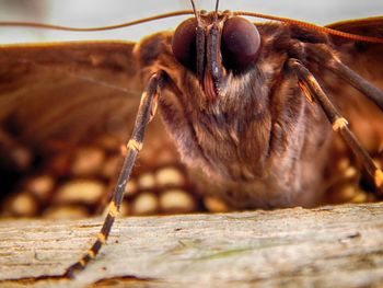 Close-up of insect