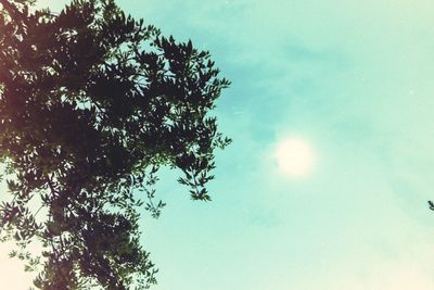 Low angle view of trees against sky