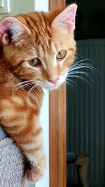 Close-up portrait of a cat at home