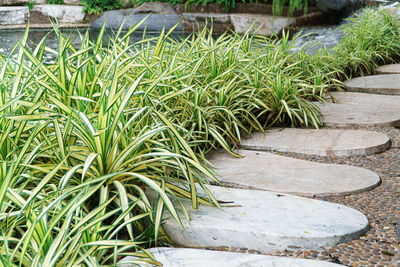 High angle view of plants growing in garden