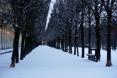 Trees on snow covered plants during winter