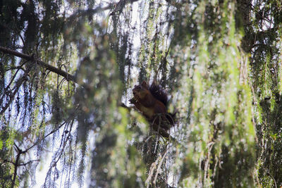 Low angle view of squirrel on tree in forest