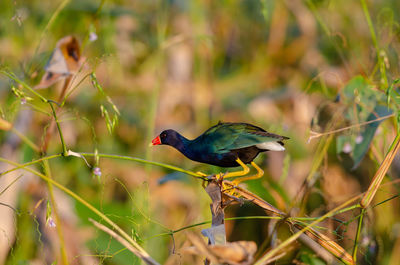 Close-up of bird perching on plant