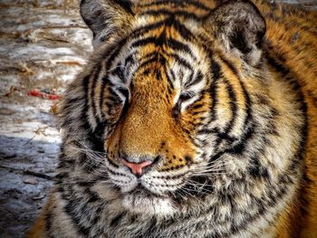 Close-up portrait of tiger