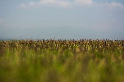 Close-up of plants on field against sky