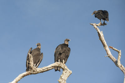 Low angle view of birds perching on tree against sky