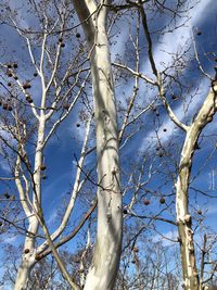 Low angle view of bare tree against sky