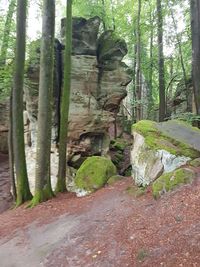 Trees growing in forest