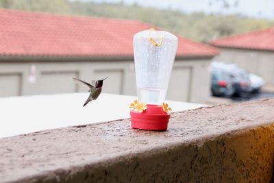 Close-up of bird flying against blurred background