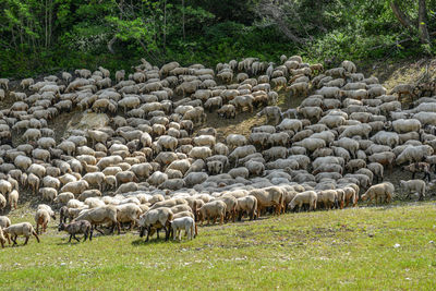 sheep