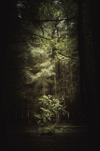 Trees in forest