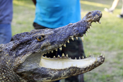 Close-up of a lizard