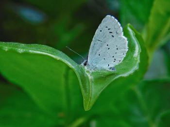 Close-up of butterfly on leaves
