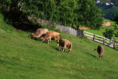 Cattle grazing on field