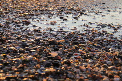 Close-up of stones on beach