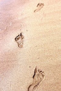 High angle view of crab on beach