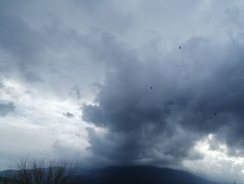 Low angle view of bird flying in sky