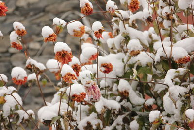 Close-up of white flowering plants