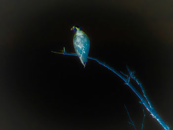 Close-up of bird perching on black background