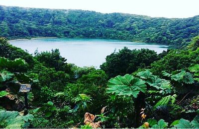 Scenic view of lake with trees in background