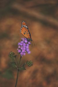 Close-up of butterfly pollinating on purple flower