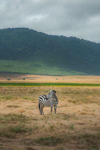 View of horse on field against sky